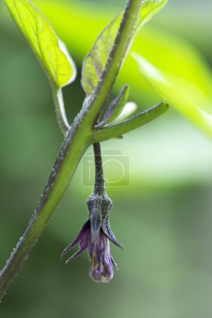 Foto de Primer plano de berenjena púrpura en la planta en la naturaleza. - Imagen libre de derechos