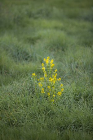 Téléchargez les photos : Fleurs jaunes dans le jardin - en image libre de droit
