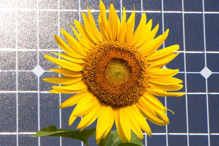 Foto de Paneles solares con girasol - Imagen libre de derechos