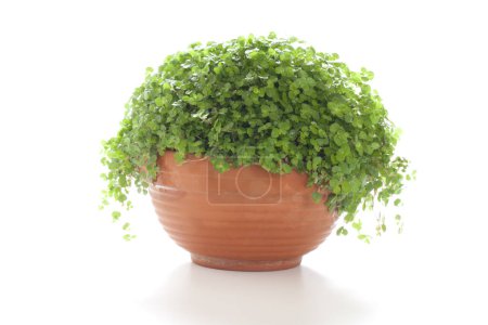 Photo for Green plant growing in ceramic pot isolated on white background - Royalty Free Image