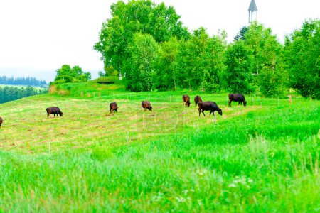 Foto de Una manada de vacas pastando en un campo - Imagen libre de derechos