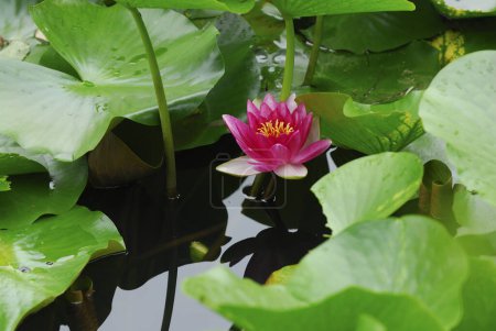 Téléchargez les photos : Une fleur rose dans un étang d'eau - en image libre de droit