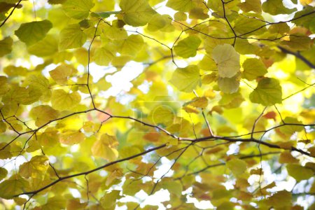 Árboles otoñales con hojas coloridas a la luz del sol 