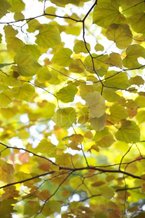 Arbres automnaux aux feuilles colorées au soleil 