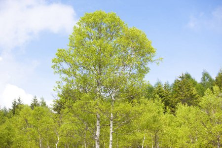 Téléchargez les photos : Bouleaux dans la forêt contre le ciel bleu - en image libre de droit