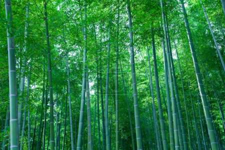 Photo for Bamboo forest in japan - Royalty Free Image