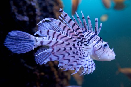 Téléchargez les photos : Vue rapprochée de magnifiques poissons tropicaux nageant dans l'aquarium - en image libre de droit