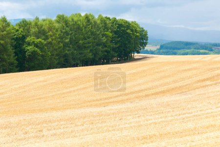 Téléchargez les photos : Belle vue sur le champ de blé à la campagne - en image libre de droit