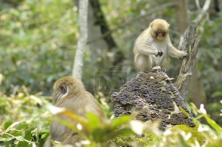 Photo for Two monkeys sitting on a rock in the woods - Royalty Free Image