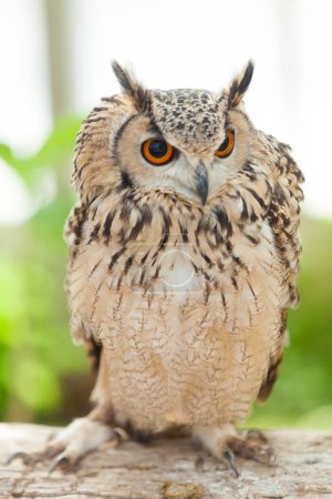 Photo for Cute brown owl portrait, closeup view - Royalty Free Image
