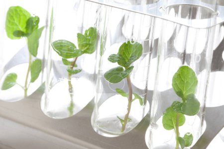 Pflanzensämlinge in Glasröhren, Laborgläser für biotechnologische Reserven 