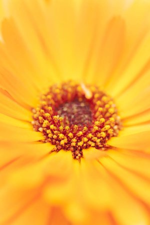 Téléchargez les photos : Une fleur jaune avec une abeille dessus - en image libre de droit