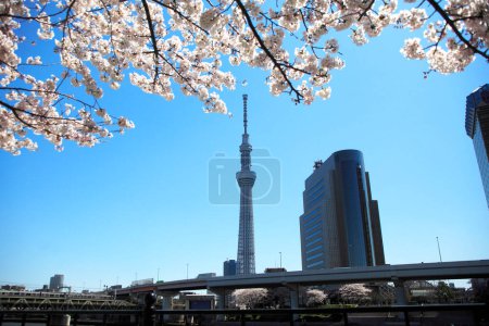 Foto de Cerezo en flor y torre de Tokio en Japón - Imagen libre de derechos