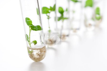Pflanzensämlinge in Glasröhren, Laborgläser für biotechnologische Reserven 