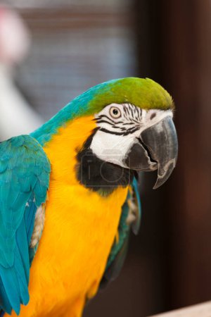 Téléchargez les photos : Portrait de beau perroquet sur fond, gros plan - en image libre de droit
