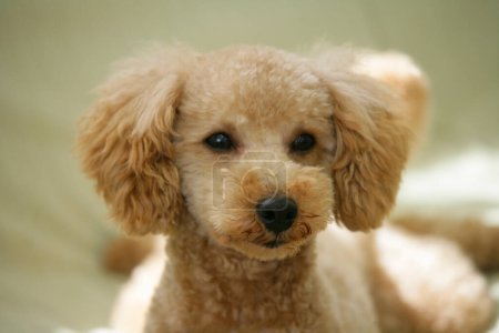 Téléchargez les photos : Gros plan de chien caniche gingembre - en image libre de droit