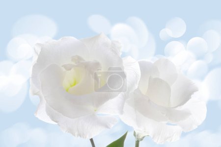 Foto de Flores blancas sobre fondo azul, primer plano - Imagen libre de derechos