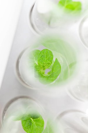 Photo for Growing seedlings of plants in glass tubes, laboratory glassware for biotechnology reserch - Royalty Free Image