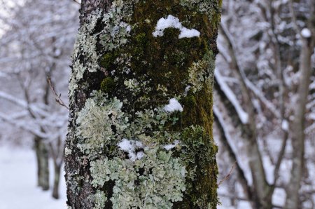 Téléchargez les photos : Forêt d'hiver avec arbres enneigés - en image libre de droit
