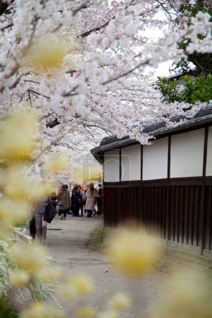 Foto de Flores de cerezo en el parque, Japón - Imagen libre de derechos