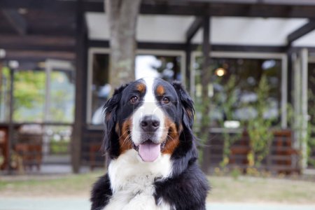 Téléchargez les photos : Gros plan de chien mignon adorable en plein air - en image libre de droit