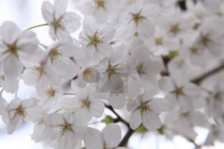 Foto de Flor de cerezo y flores hermoso fondo - Imagen libre de derechos