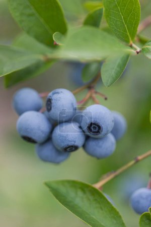 Téléchargez les photos : Bleuets frais mûrs sur les branches dans un jardin - en image libre de droit