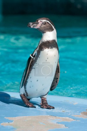 Foto de The penguin walking at a zoo. - Imagen libre de derechos
