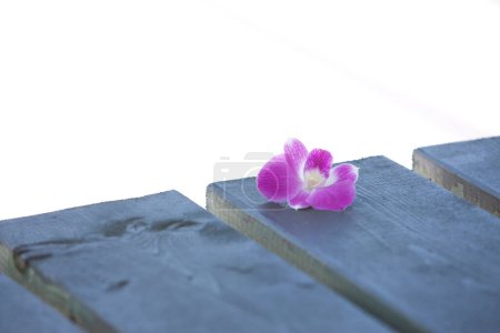 Téléchargez les photos : Fleur d'orchidée rose sur les planches de pont - en image libre de droit