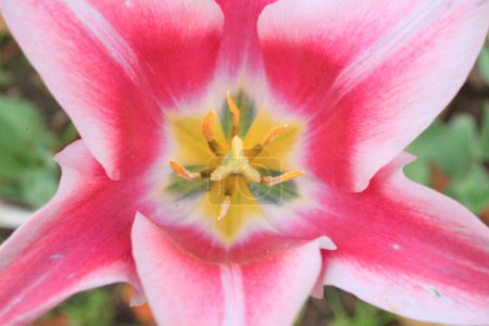 Foto de Una flor rosa y blanca con un centro amarillo - Imagen libre de derechos