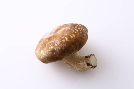 Photo for Fresh mushroom isolated on white background, close up - Royalty Free Image