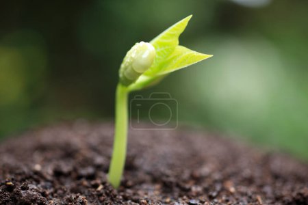 Téléchargez les photos : Une petite plante poussant du sol - en image libre de droit