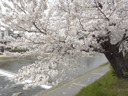 Photo for Cherry blossom in japan - Royalty Free Image