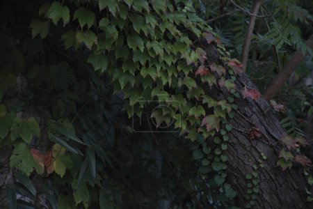 hojas de hiedra verde entrelazando un tronco de árbol en el bosque
