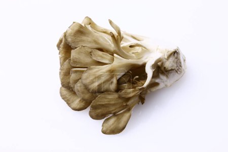 Photo for Close-up view of fresh Maitake Mushrooms on white background - Royalty Free Image