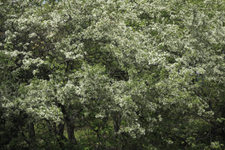 Téléchargez les photos : Belles branches d'arbres en fleurs dans la forêt au printemps - en image libre de droit