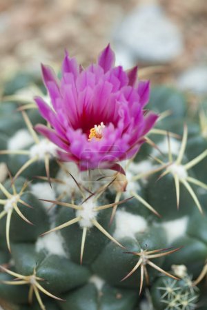 Photo for Beautiful pink cactus flower, macro photo - Royalty Free Image