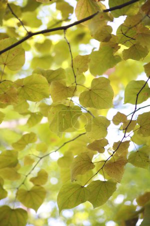Téléchargez les photos : Arbres automnaux aux feuilles colorées au soleil - en image libre de droit