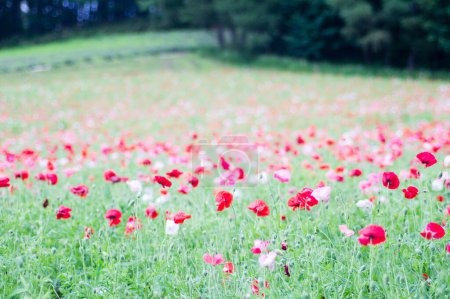 Foto de Verde prado de verano con flores de colores durante el día - Imagen libre de derechos