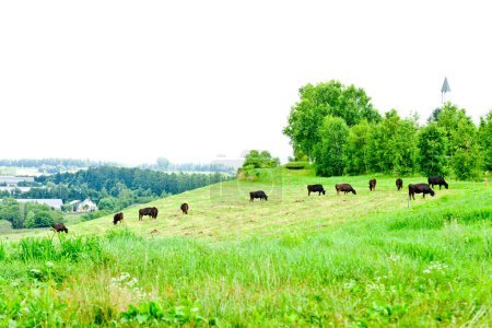 Foto de Vacas pastando en prado verde. - Imagen libre de derechos