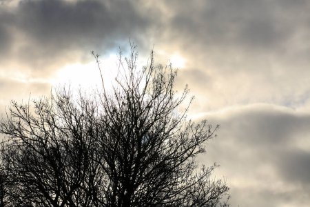 Téléchargez les photos : Branches d'arbres contre ciel nuageux - en image libre de droit