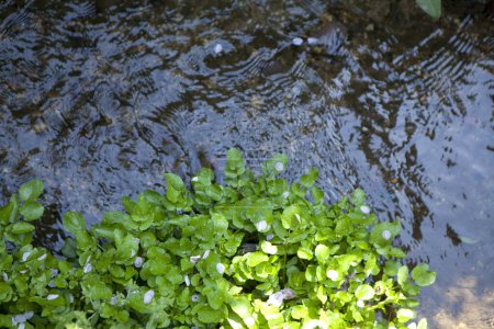 Téléchargez les photos : Des plantes vertes au bord de la rivière dans le jardin - en image libre de droit