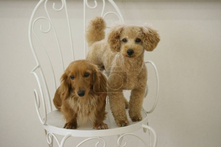 Téléchargez les photos : Petits chiens mignons jouant à l'intérieur de la maison - en image libre de droit