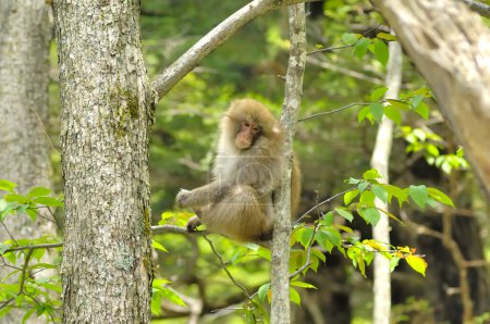 Photo for A monkey sitting on a tree branch in the woods - Royalty Free Image