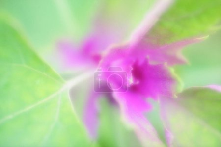 Foto de Abstracto colorido borrosa flor fondo - Imagen libre de derechos
