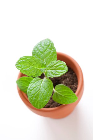 Téléchargez les photos : Plante verte poussant dans un pot en céramique isolé sur fond blanc - en image libre de droit