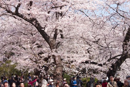 Foto de Gente mirando flores de cerezo en Tokio, Japón - Imagen libre de derechos