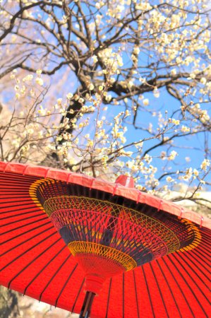 Téléchargez les photos : Parapluie en papier rouge et arbre en fleurs lors du Festival des prunes du Japon - en image libre de droit