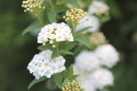 Téléchargez les photos : Fleurs blanches sur un buisson, belle plante décorative dans le jardin - en image libre de droit