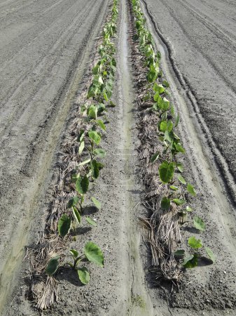 Foto de Plántulas verdes de repollo creciendo en la granja - Imagen libre de derechos